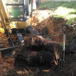 Tree stump removal in Perth